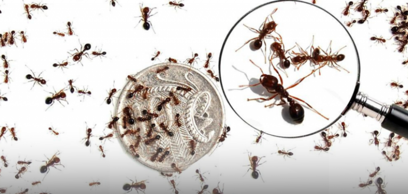 Fire ants and magnifying glass. | Newsreel
