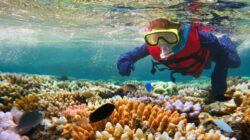 Snorkeling on the Great Barrier Reef. | Newsreel