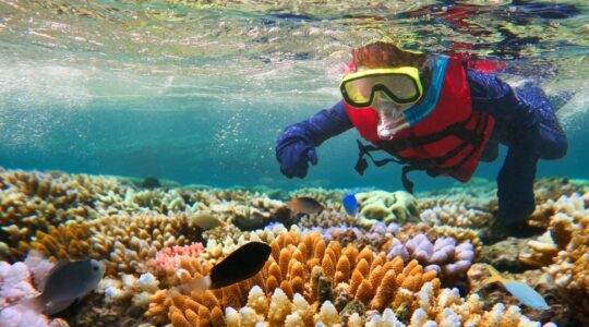 Snorkeling on the Great Barrier Reef. | Newsreel