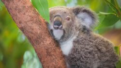 Koala hugging a tree. | Newsreel