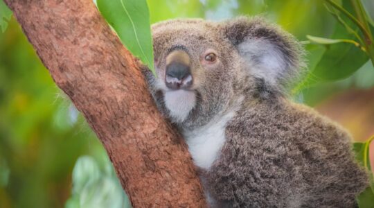 Koala hugging a tree. | Newsreel