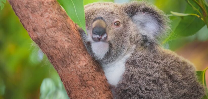 Koala hugging a tree. | Newsreel