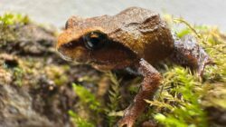 The Mountain frog is highly endangered - Newsreel