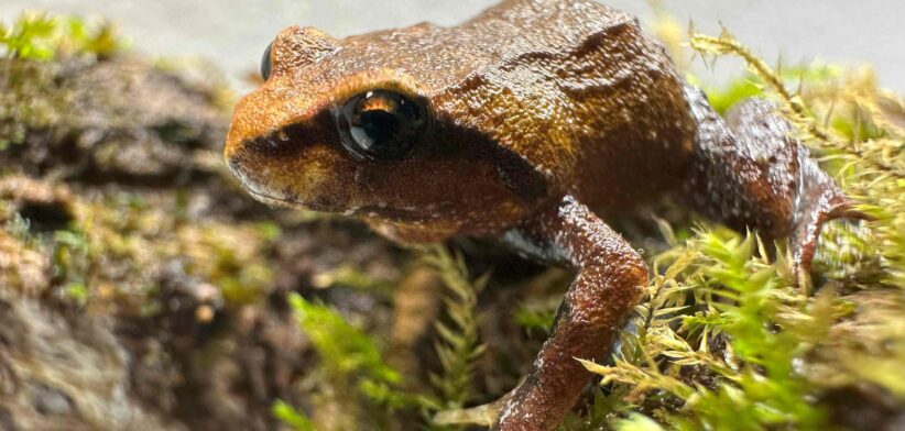 The Mountain frog is highly endangered - Newsreel