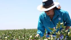 CSIRO plant breeder in the field. | Newsreel