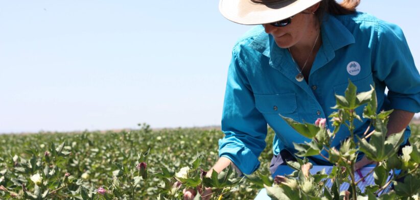 CSIRO plant breeder in the field. | Newsreel