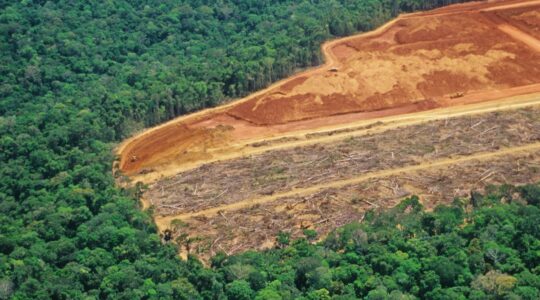 Logging in the Amazon rainforest. | Newsreel