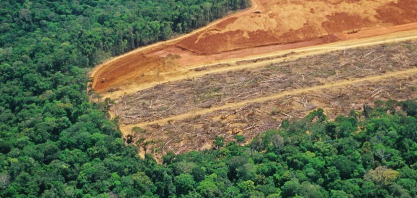 Logging in the Amazon rainforest. | Newsreel
