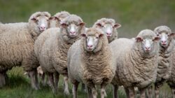 Flock of sheep. | Newsreel