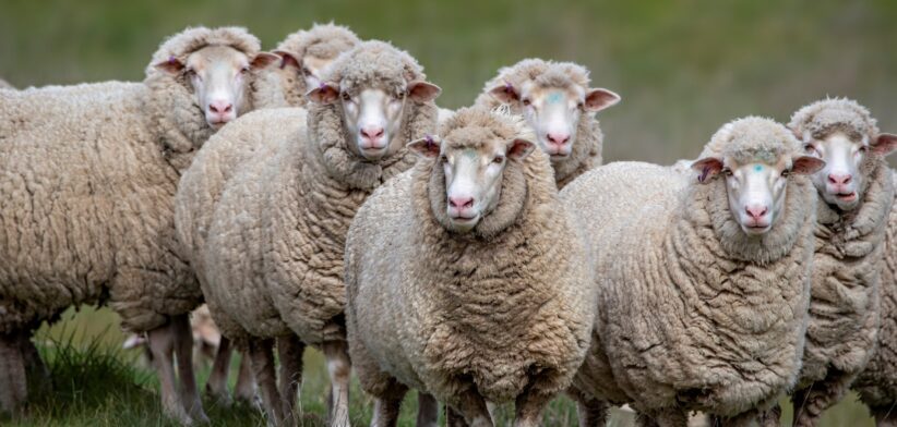 Flock of sheep. | Newsreel