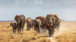 Herd of African Elephants Walking Towards Camera