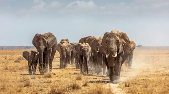 Herd of African Elephants Walking Towards Camera