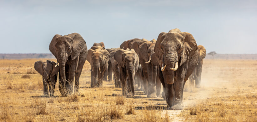 Herd of African Elephants Walking Towards Camera