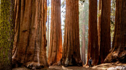 New light shed on how trees grow - Newsreel