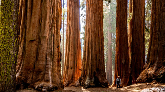 New light shed on how trees grow - Newsreel