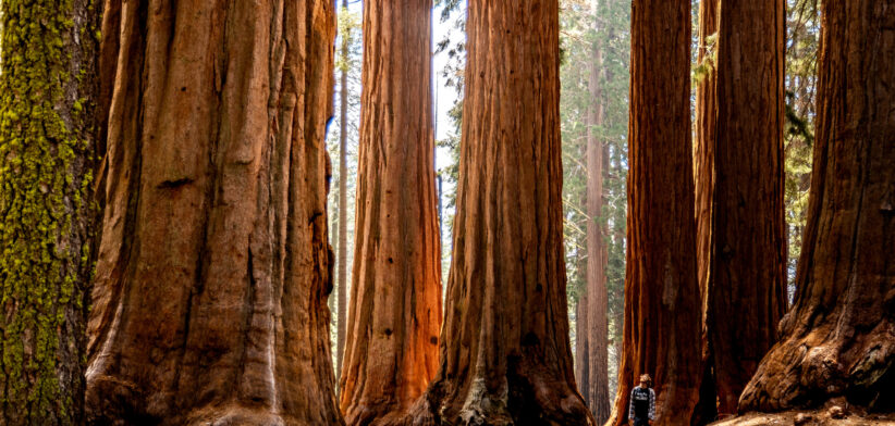 New light shed on how trees grow - Newsreel