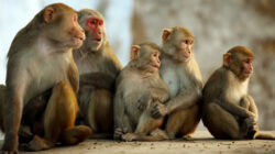Monkeys change society rules to cope with habitat loss - Newsreel