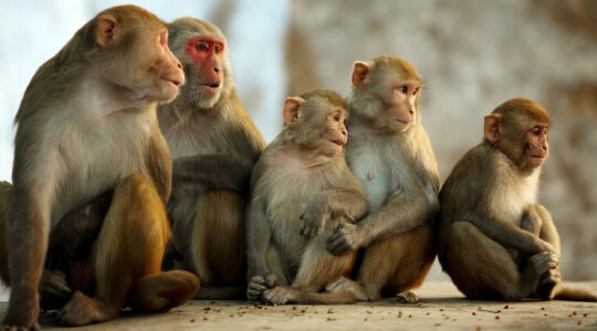 Monkeys change rules to survive habitat loss