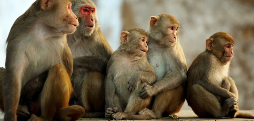 Monkeys change society rules to cope with habitat loss - Newsreel