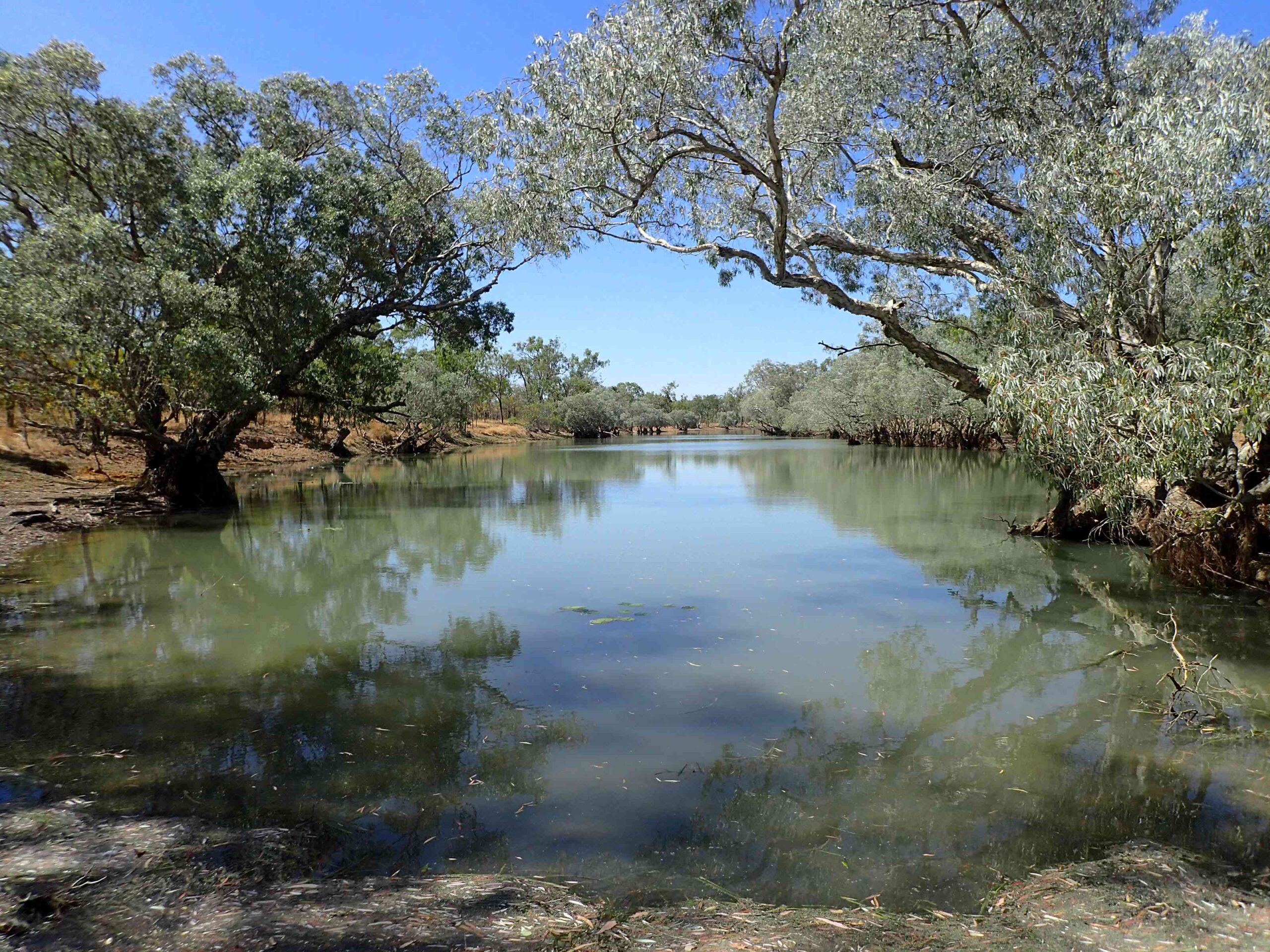 Barramundi Lagoon Abingdon Downs. | Newsreel