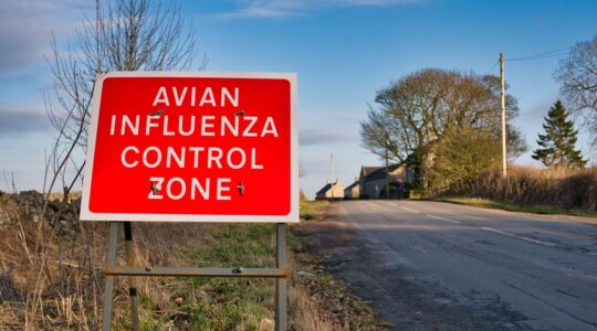 Avian influenza sign. | Newsreel