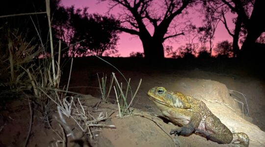 Cane Toad. | Newsreel