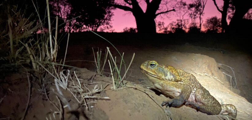 Cane Toad. | Newsreel