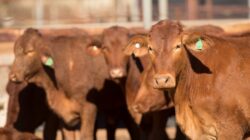 Cattle in yards. | Newsreel