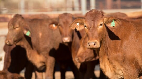 Cattle in yards. | Newsreel
