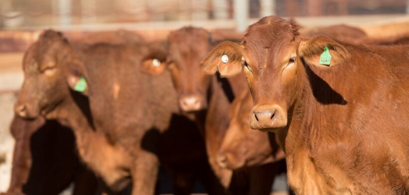 Cattle in yards. | Newsreel