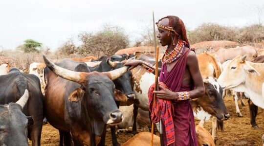 Maasai tribesman with cattle in Africa. Newsreel