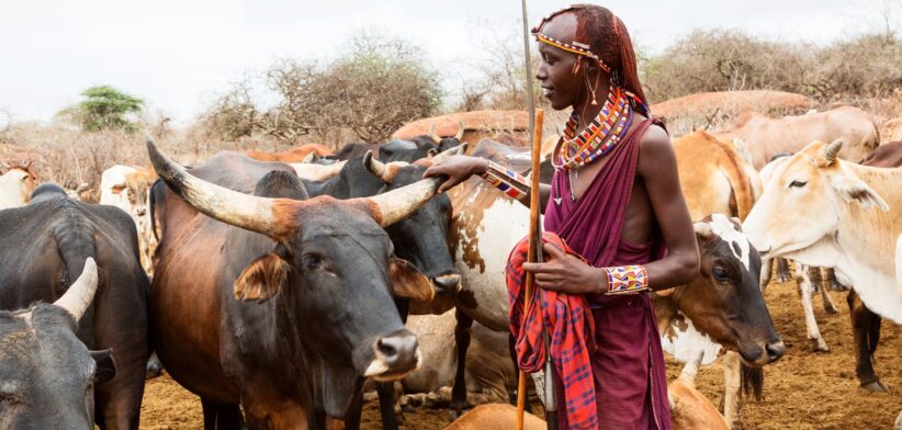 Maasai tribesman with cattle in Africa. Newsreel