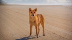Dingo on K'gari (Fraser Island). | Newsreel