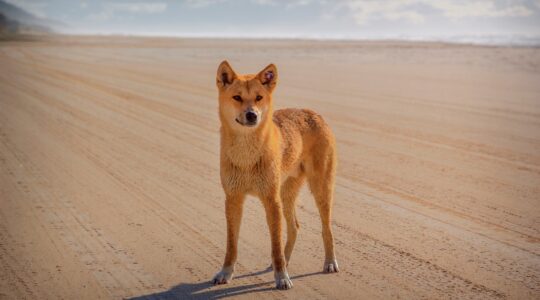 Dingo on K'gari (Fraser Island). | Newsreel