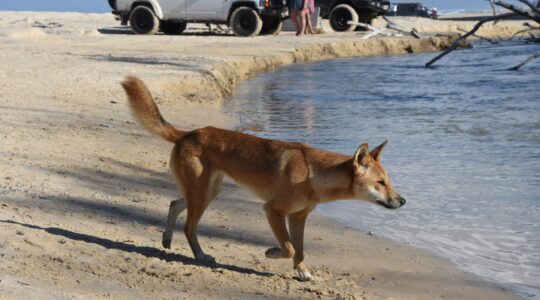 Dingo on K'gari. | Newsreel