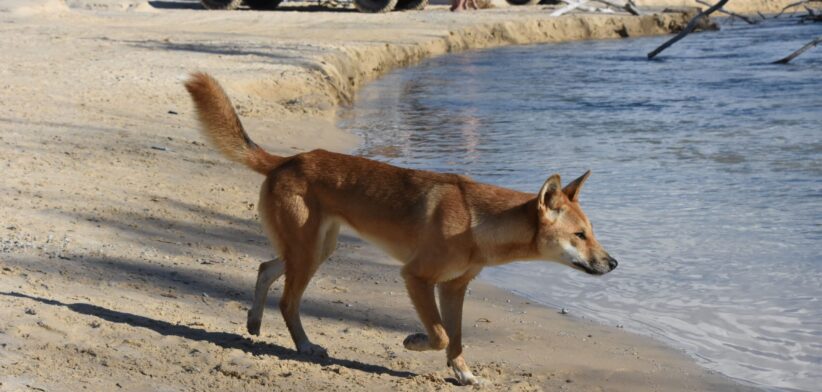 Dingo on K'gari. | Newsreel