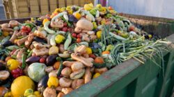 Fruit and vegetables in garbage container. | Newsreel
