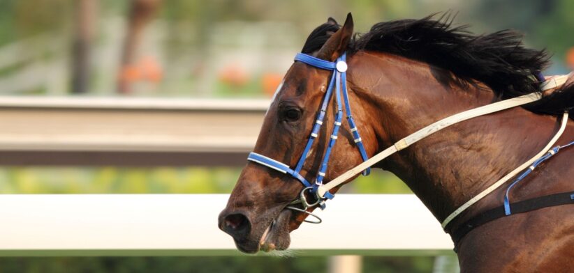 Racing horse's head. | Newsreel