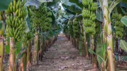 Crop of cavendish bananas. | Newsreel