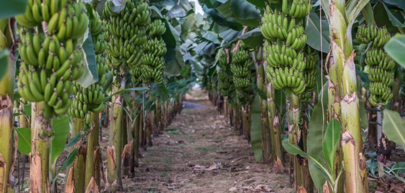 Crop of cavendish bananas. | Newsreel