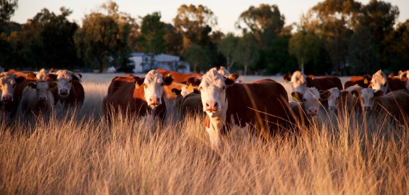 Beef cattle. | Newsreel