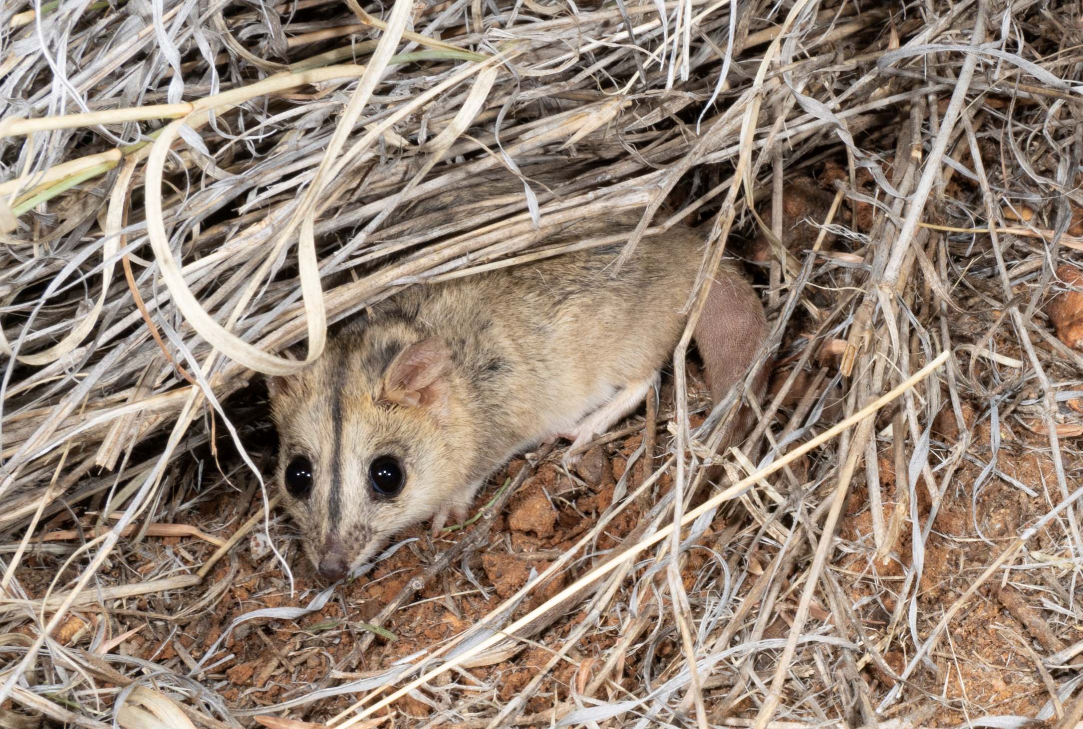 A Julia Creek dunnart. | Newsreel