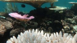 Bleached coral Great Barrier Reef. | Newsreel