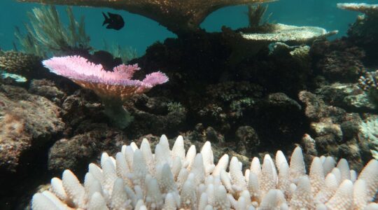 Bleached coral Great Barrier Reef. | Newsreel