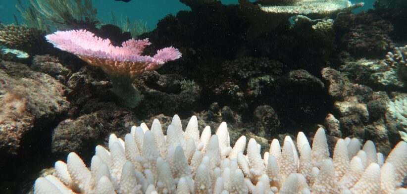 Bleached coral Great Barrier Reef. | Newsreel