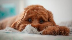 Cavoodle | Newsreel