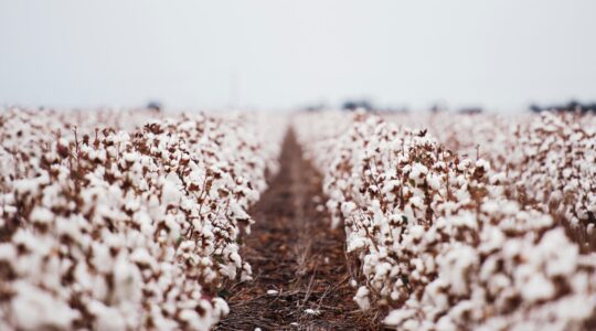 Cotton field in Queensland. | Newsreel