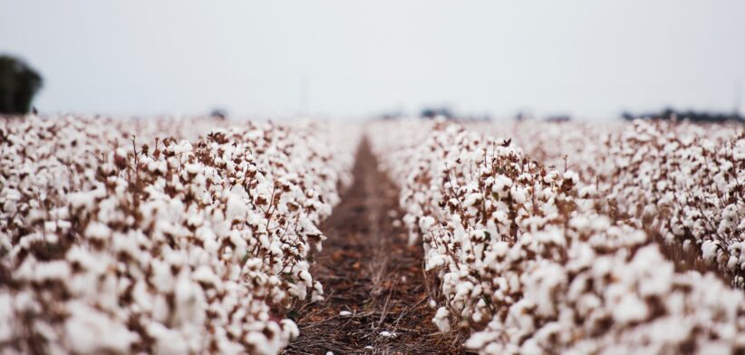 Cotton field in Queensland. | Newsreel