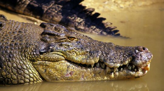 Saltwater crocodile. | Newsreel