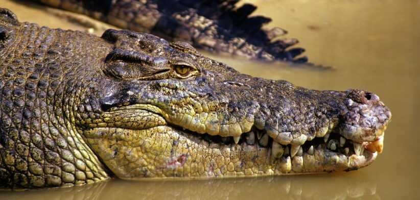 Saltwater crocodile. | Newsreel